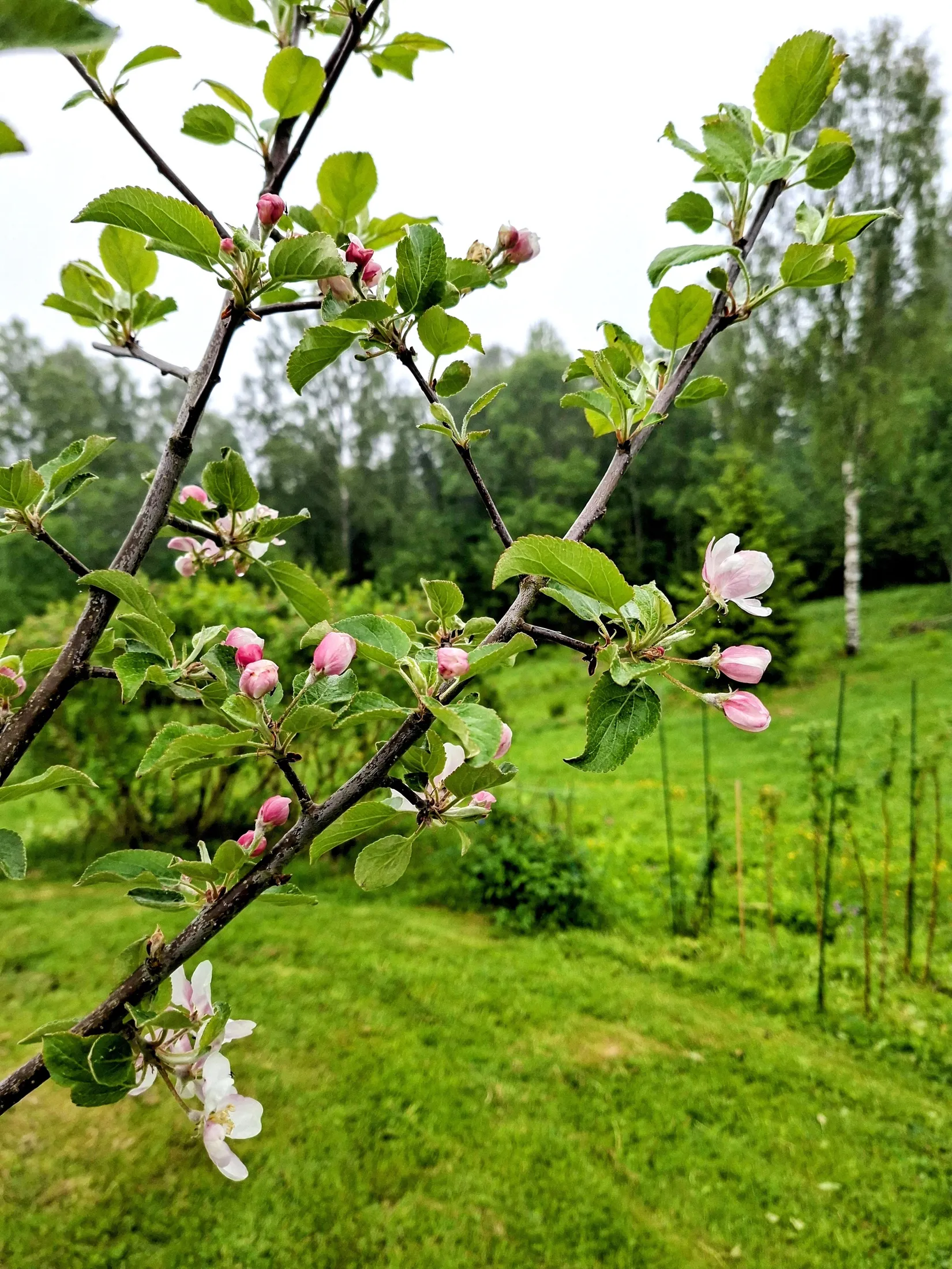 Fritidshus, Vikeroten 214, Vikeroten, Härnösand