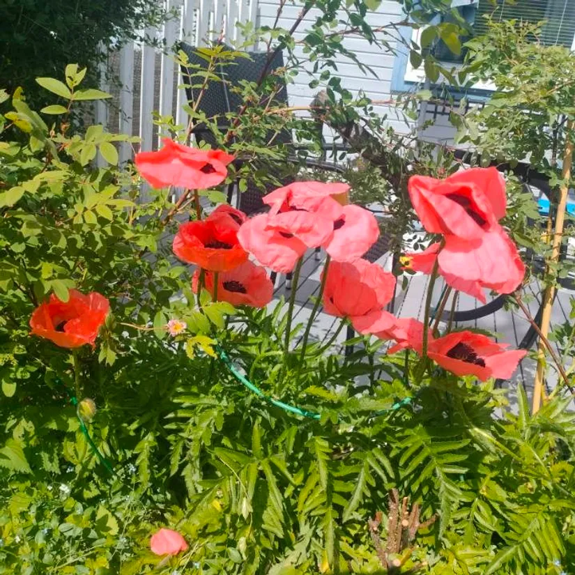 Radhus, Blåbärsstigen 29, Medväga, Borlänge