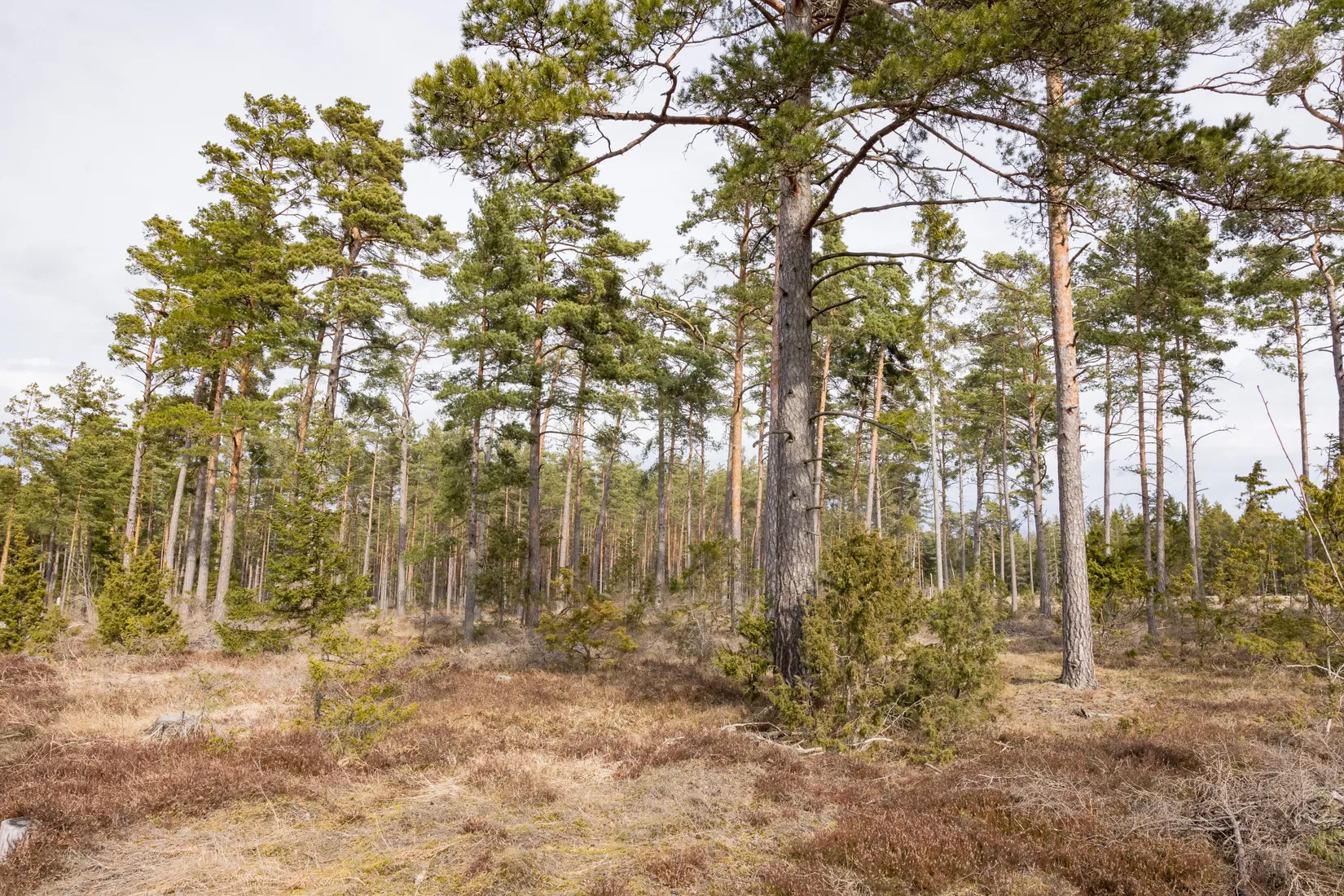 Tomt, Gothem Hinser 190D, Gothem, Gotland