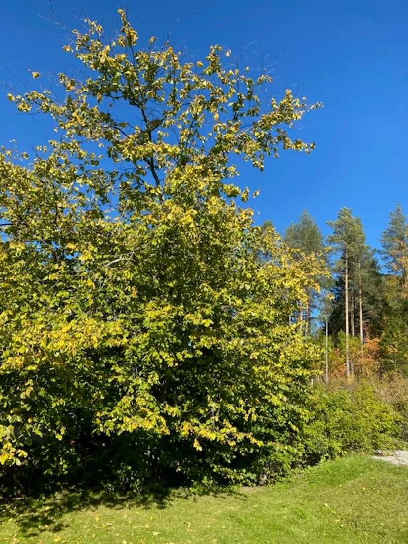 Tomt, Nejlikevägen 18, Sundsvall