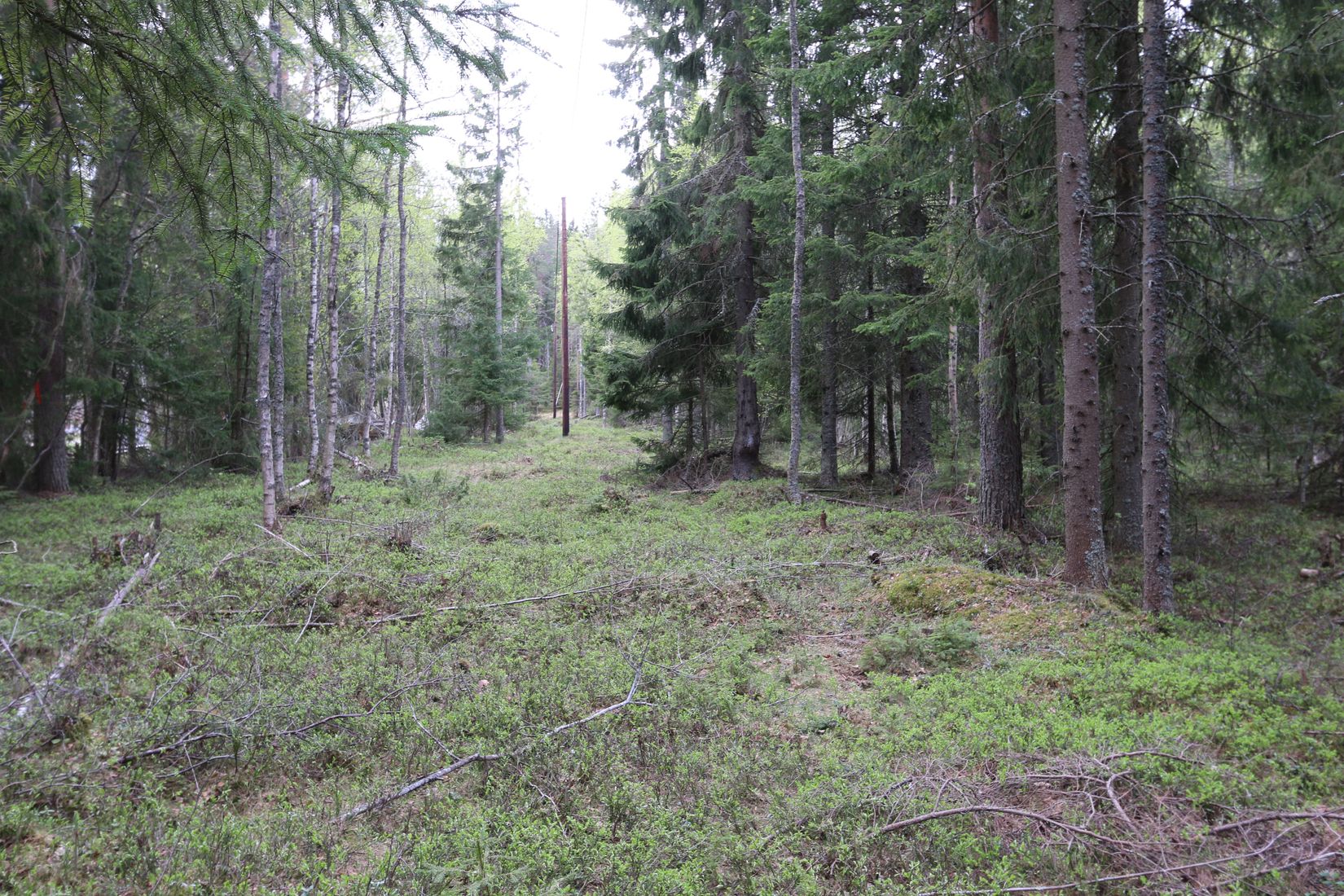 Gård/Skog, Vangsta, Vangsta, HÄRNÖSAND