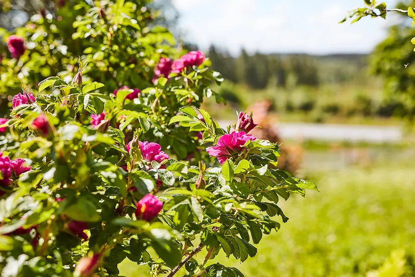 Villa, Södra Målen 1, Nässjö