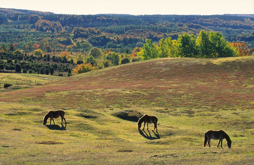 Tomt, Iris och Gurlis väg 10, Brösarp, Tomelilla