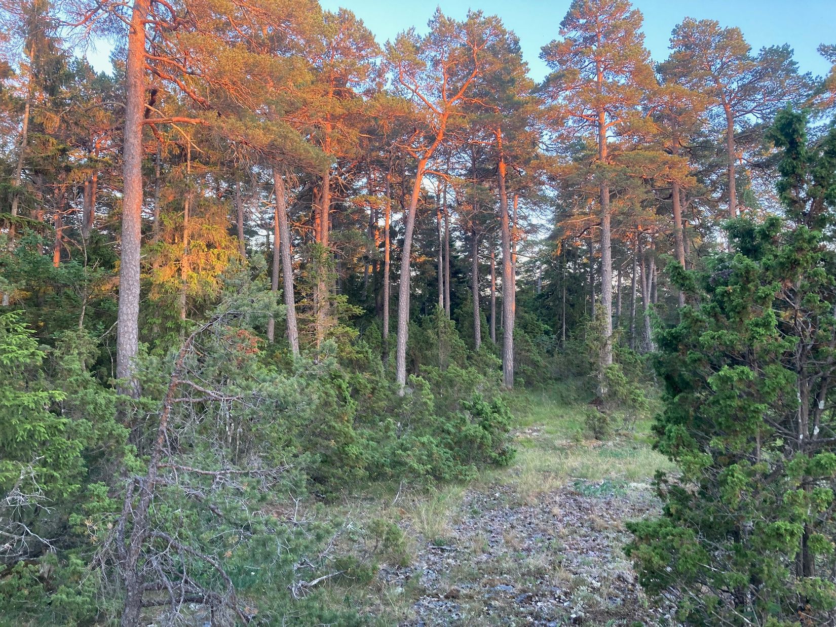 Gård/Skog, Kräklingbo Nygårds 142, Kräklingbo, Gotland