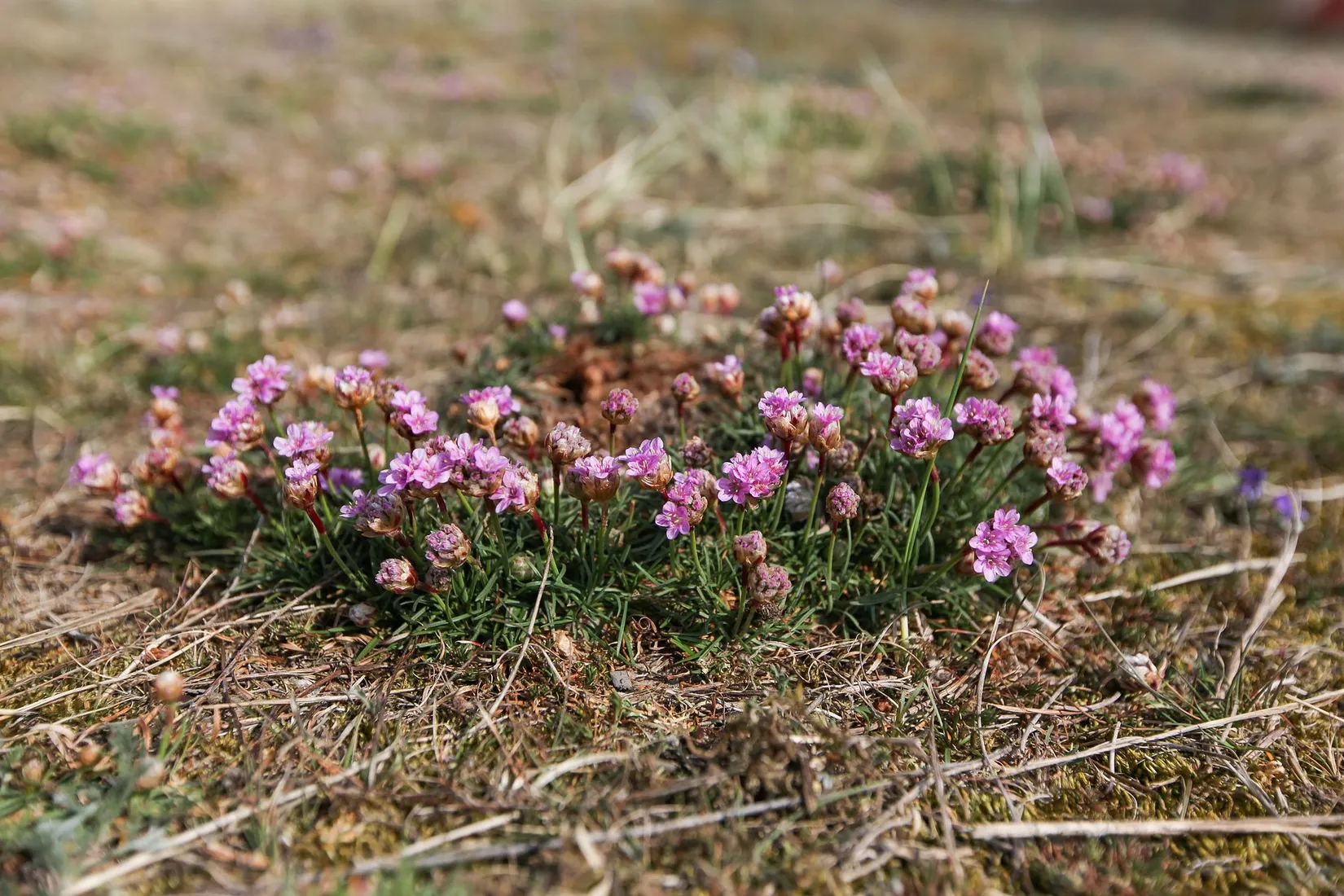 Fritidshus, Tuppstigen 12, Grimsholmen, Falkenberg