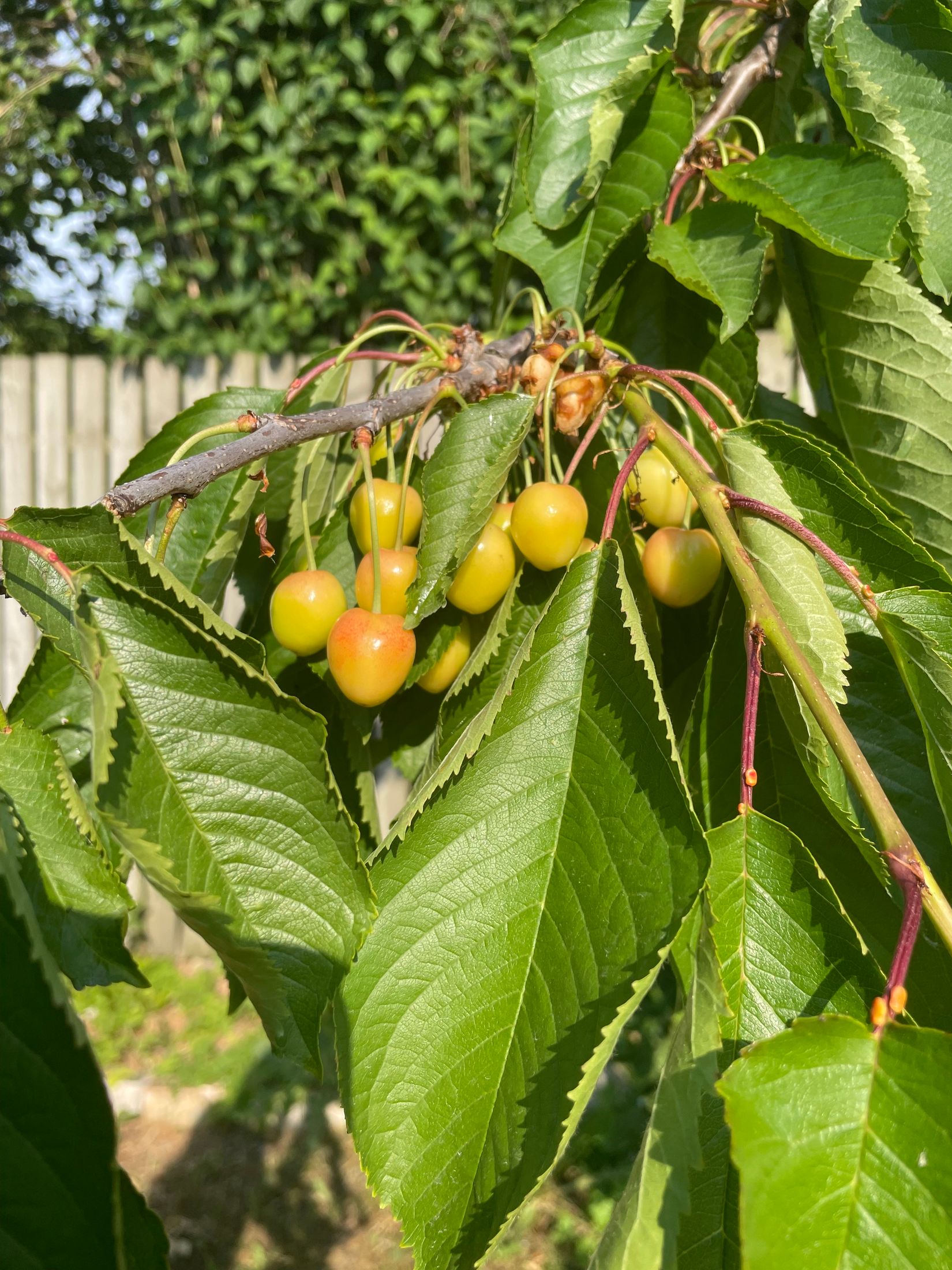 Radhus, Östergatan 72, Trelleborg Öster, Trelleborg