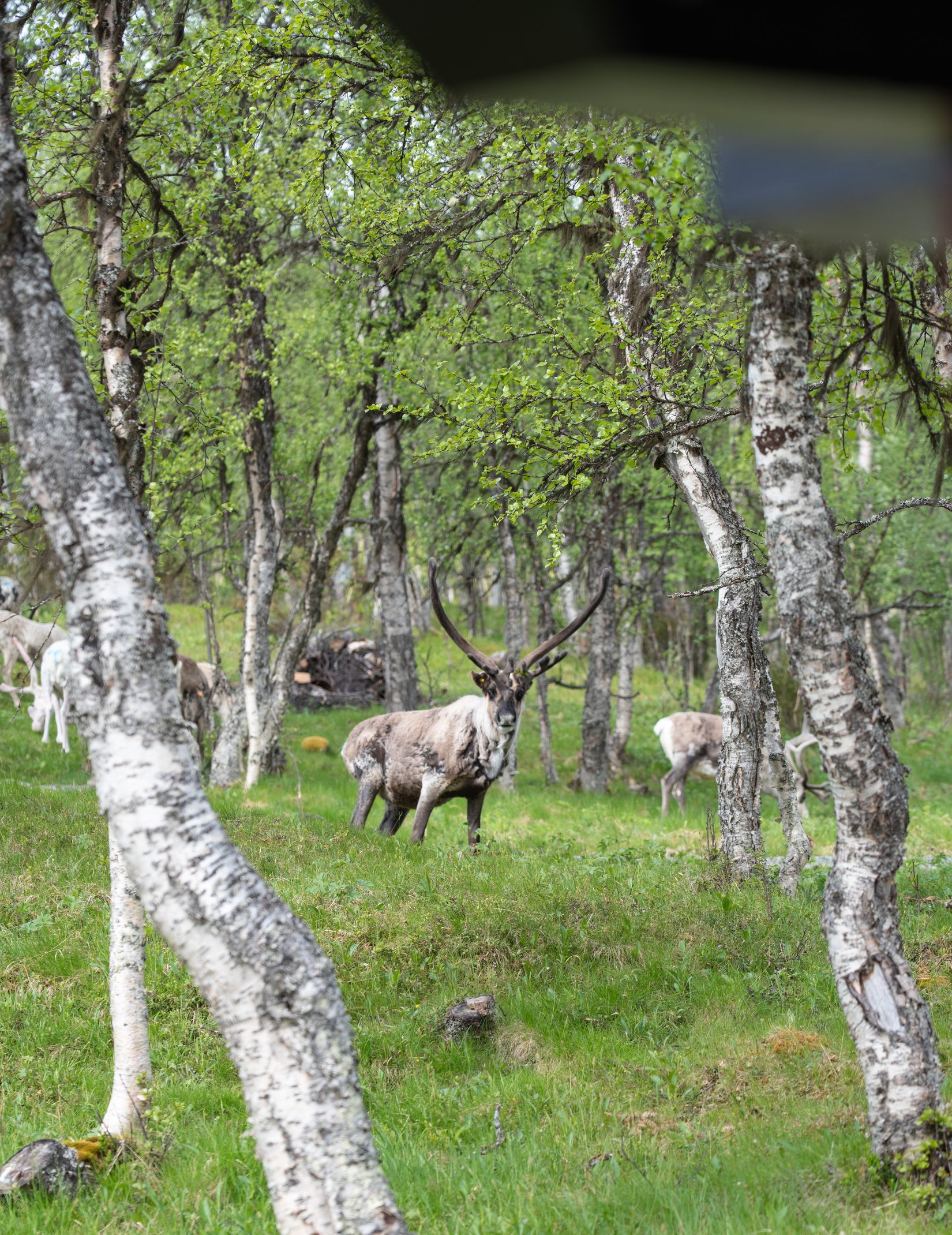 Fritidshus, Klinkvägen 18B, Härjedalen