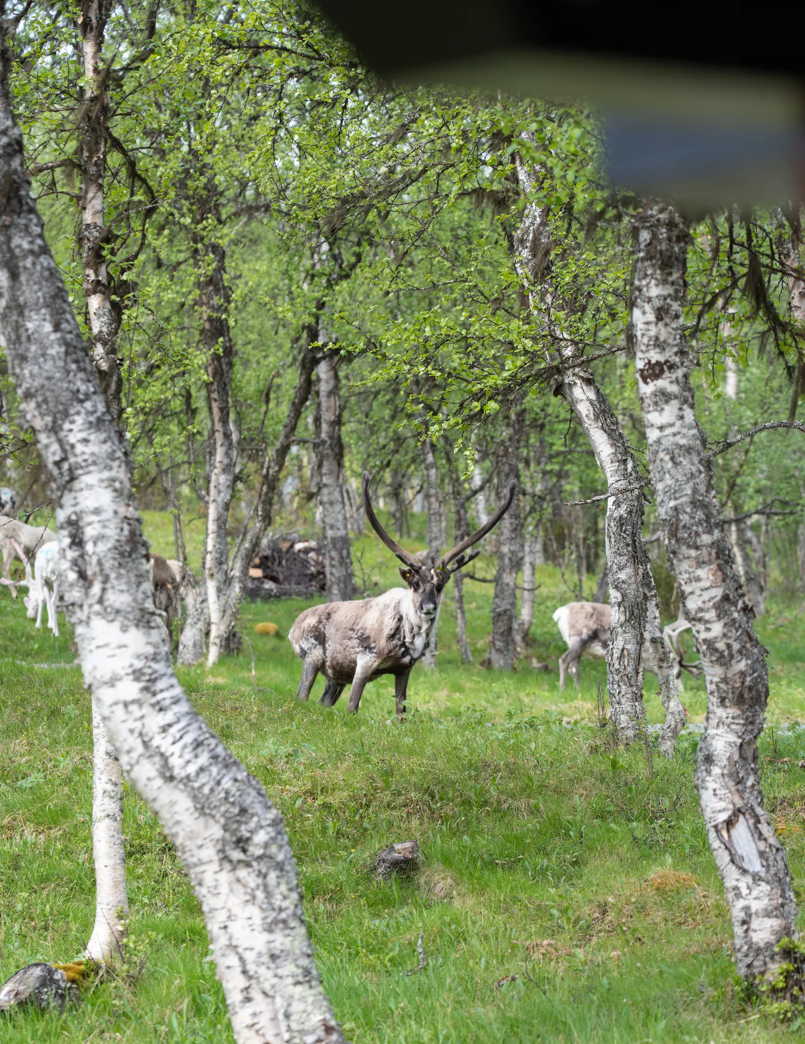 Fritidshus, Klinkvägen 18B, Härjedalen