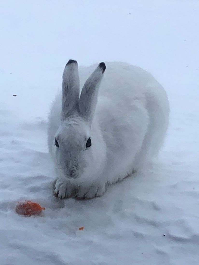 Fritidshus, Klinkvägen 18B, Härjedalen