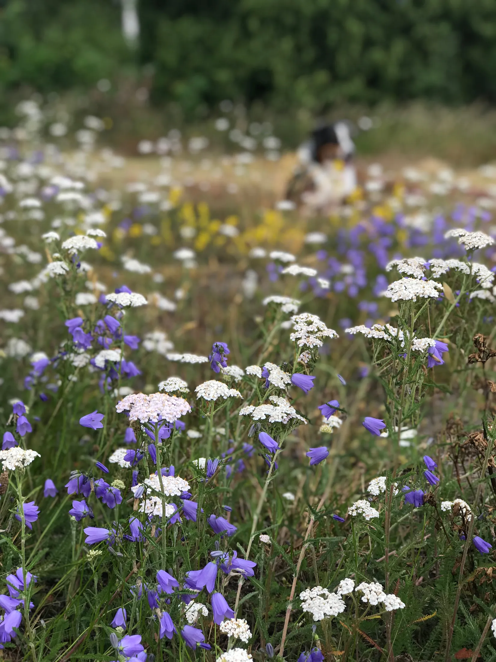 Fritidshus, Orranäs 443, Välkommen till Jämjö!, Karlskrona