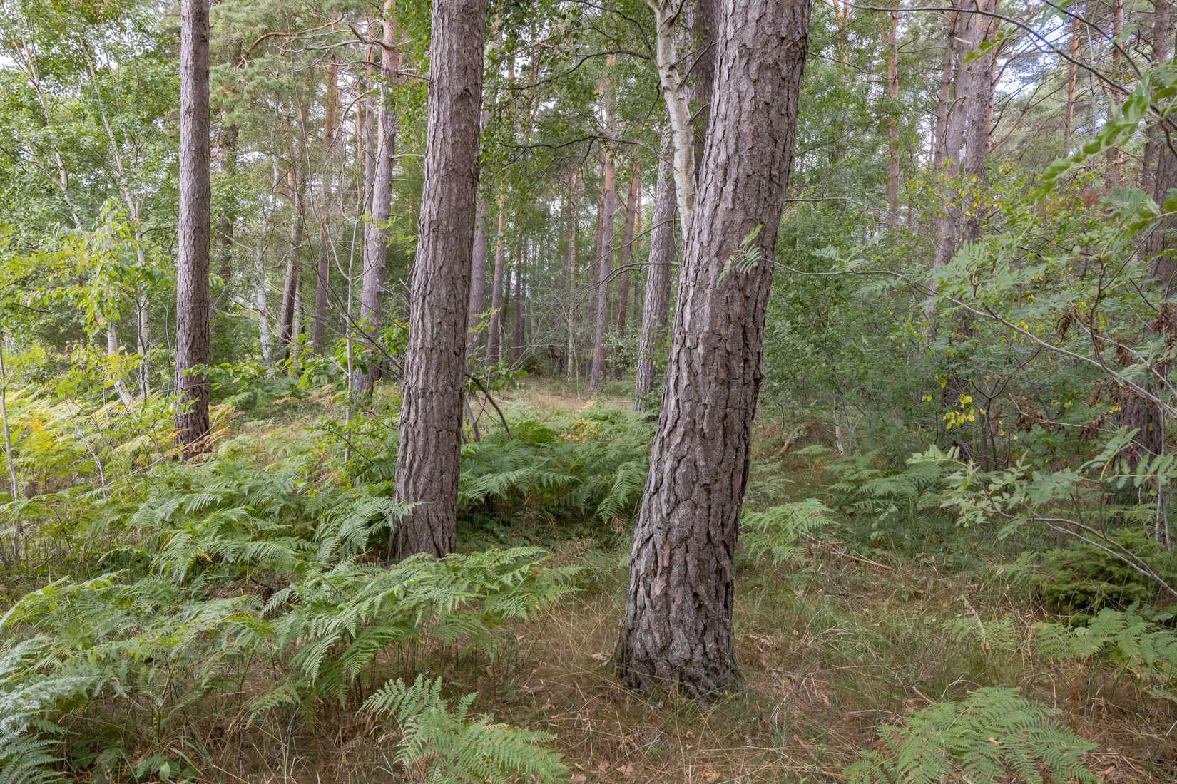 Tomt, Burs Ganne 1:32, Gotland