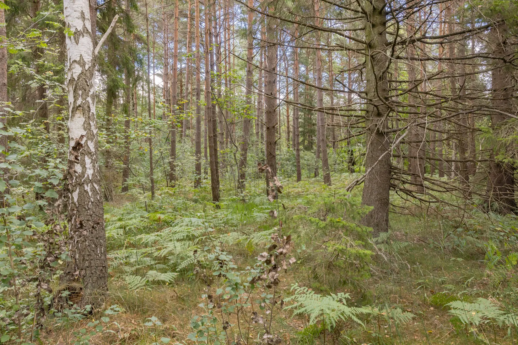 Tomt, Burs Ganne 1:32, Gotland