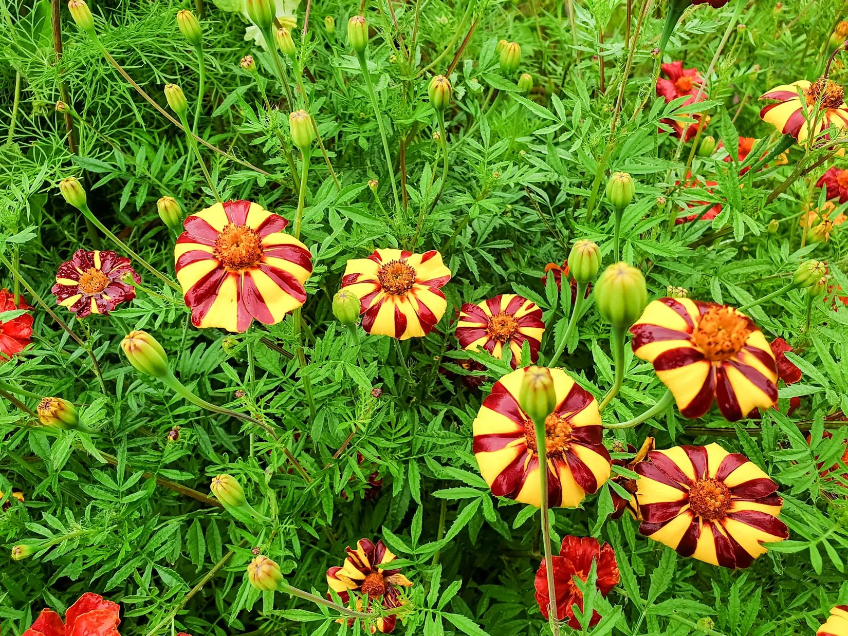 Villa, Bohmgatan 22, Lerdal, Rättvik