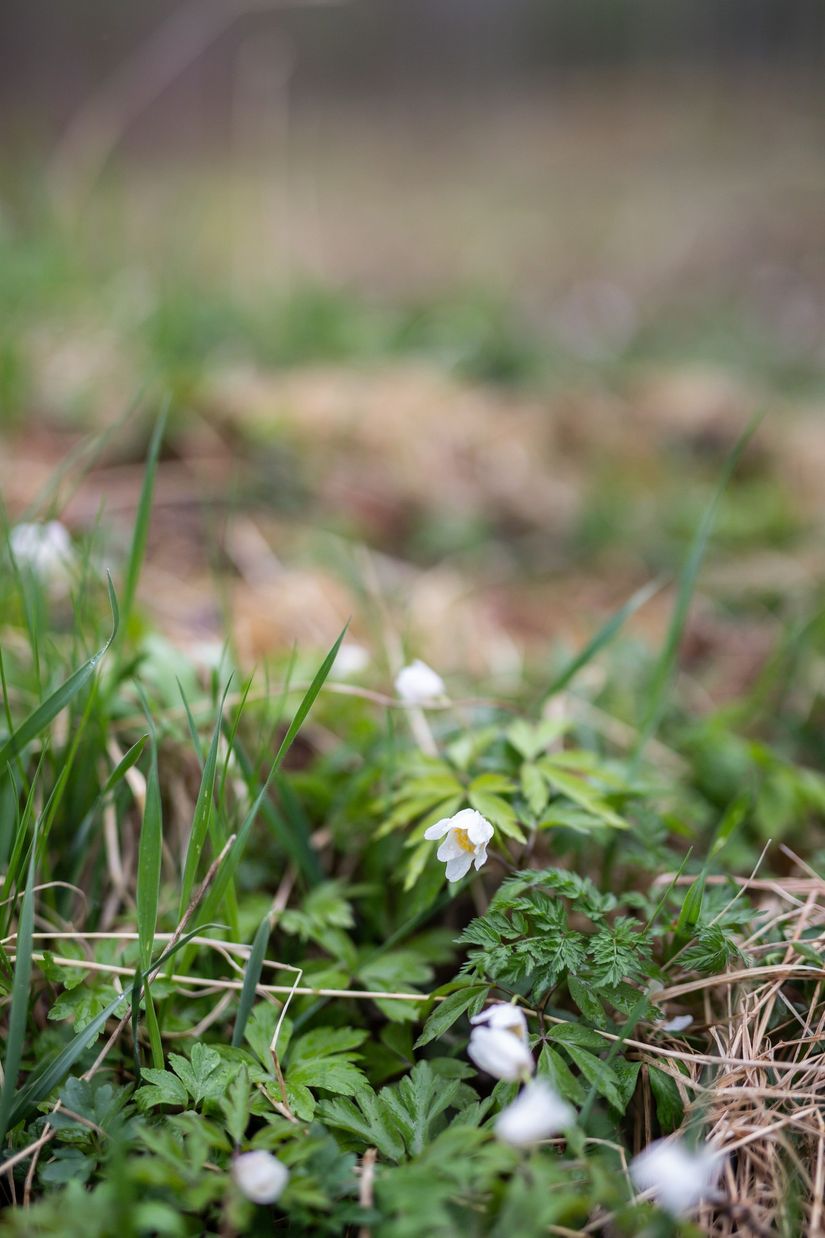 Tomt, Rastorp 9, Lanna, Lekeberg