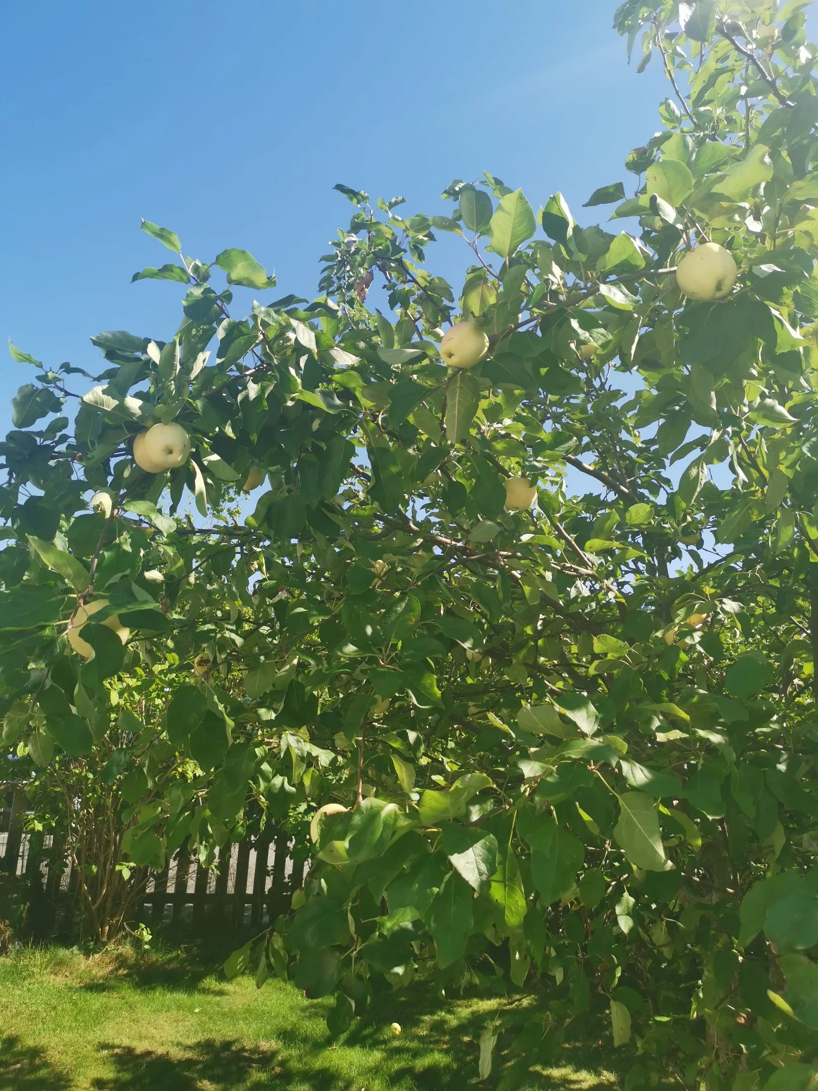 Villa, Radhus, Blåklintsvägen 1, Hammerö, Kungsbacka