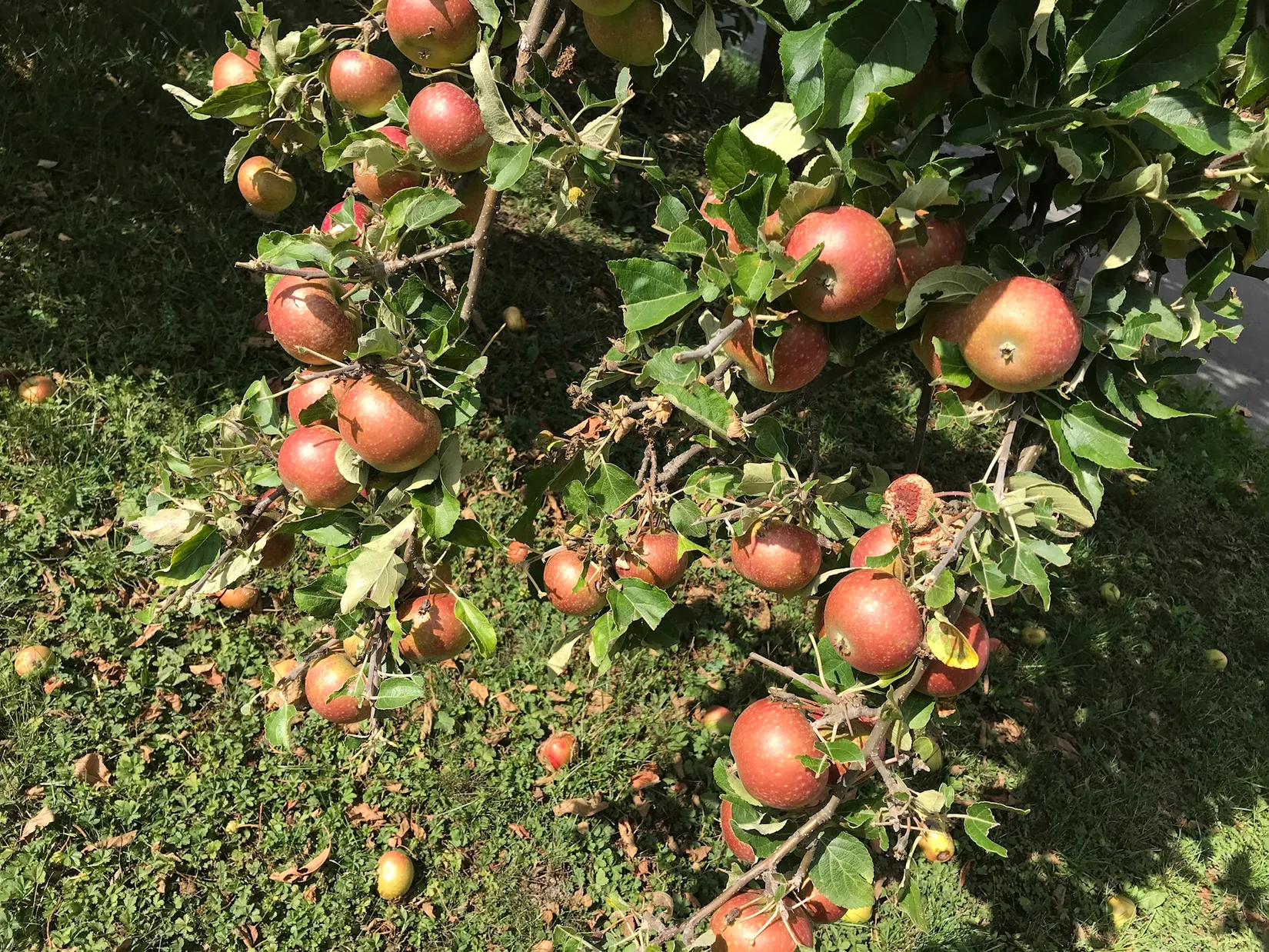 Villa, Brudkronevägen 3, Älvsjö - Solberga, Stockholm