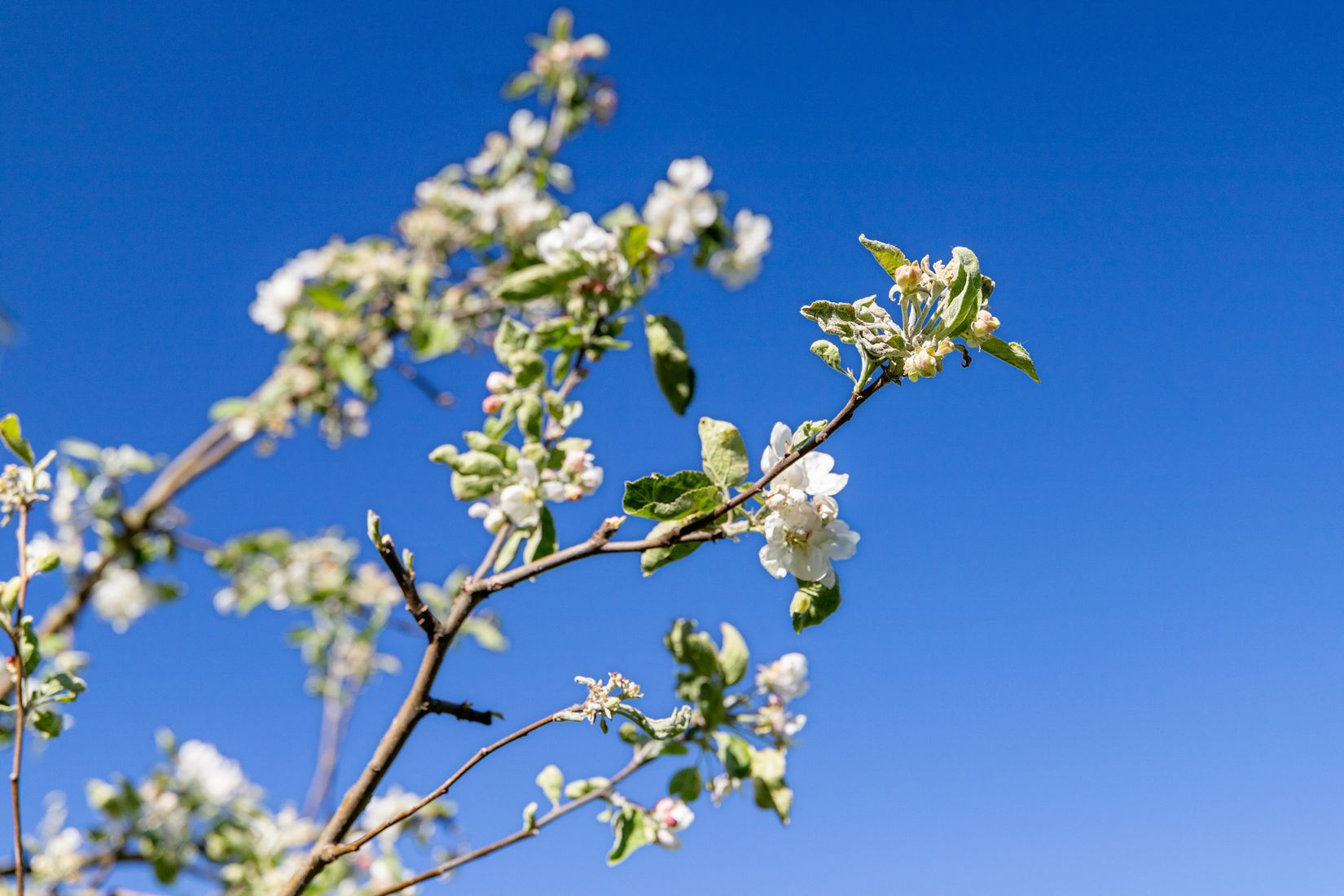 Bostadsrätt, Ringgatan 2 A, Luthagen, Uppsala