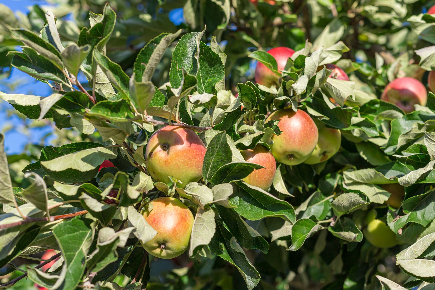 Villa, Adress dold tillsvidare, Årsta, Uppsala