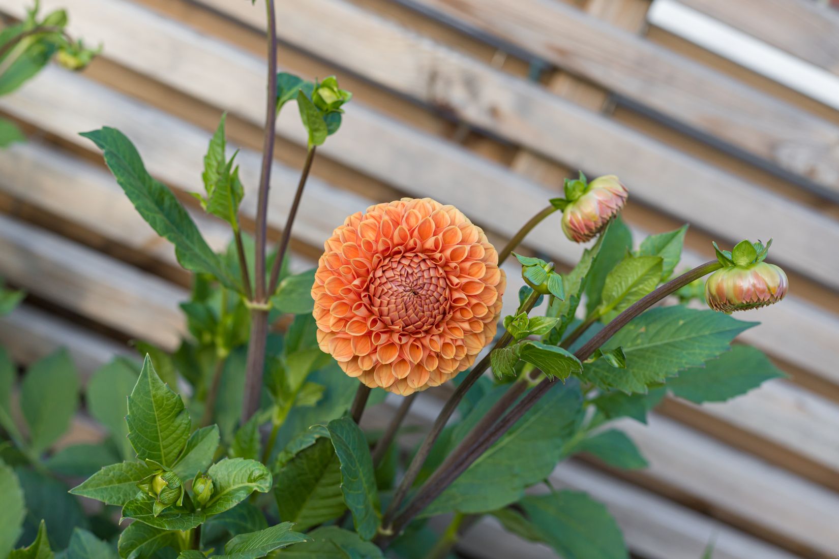 Villa, Adress dold tillsvidare, Årsta, Uppsala