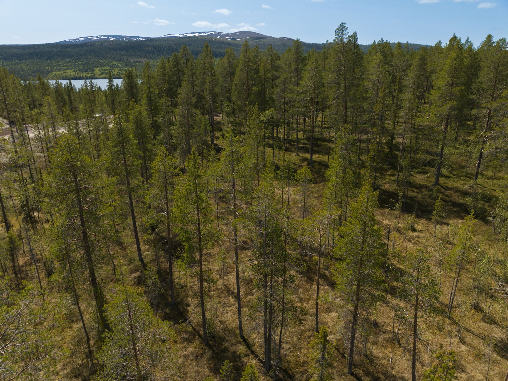 Tomt, Tomt Härjedalen Lofsdalen 1:462, Härjedalen