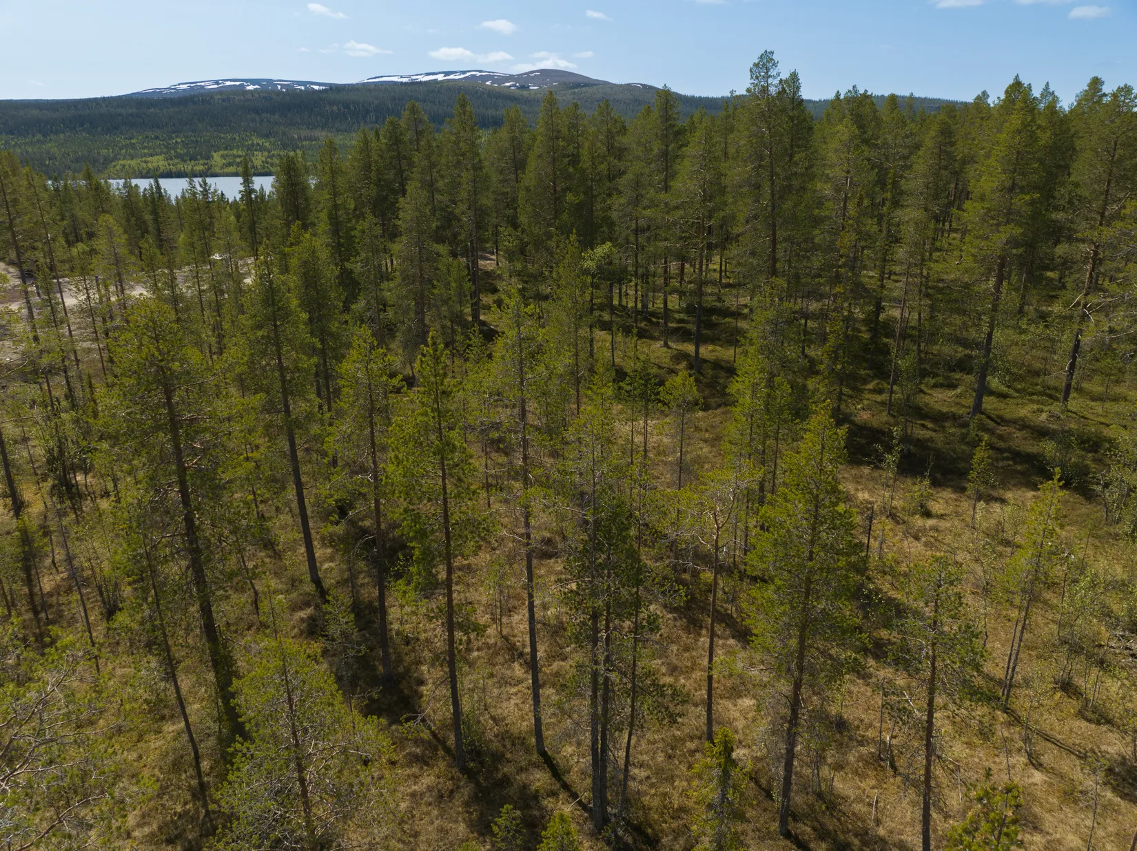 Tomt, Tomt Härjedalen Lofsdalen 1:462, Härjedalen