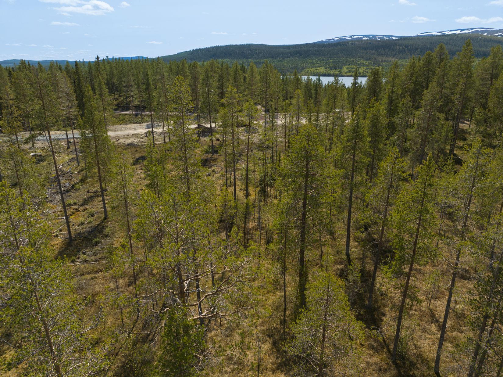 Tomt, Tomt Härjedalen Lofsdalen 1:463, Härjedalen
