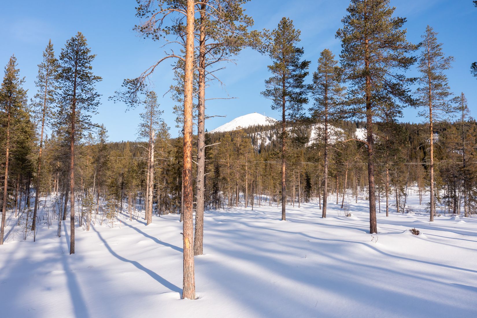 Tomt, Tomt Härjedalen Lofsdalen 1:463, Härjedalen