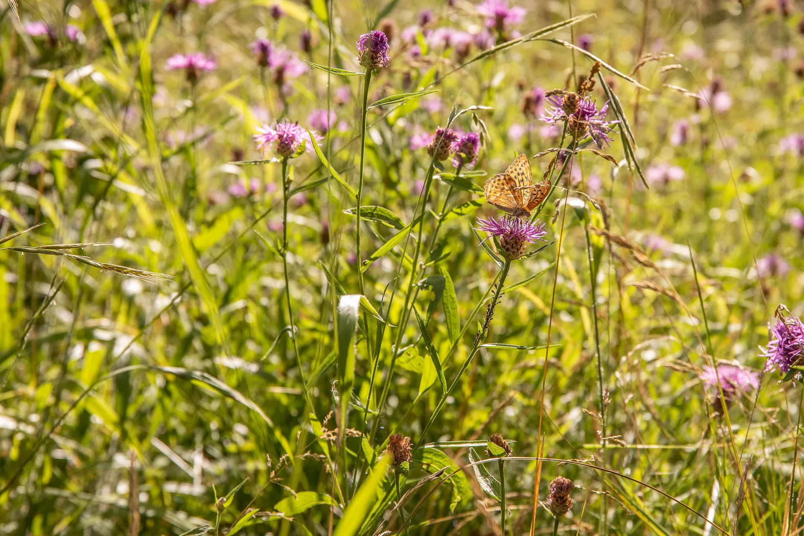 Fritidshus, Kälsö 11, Kälsö/ Herräng, Norrtälje