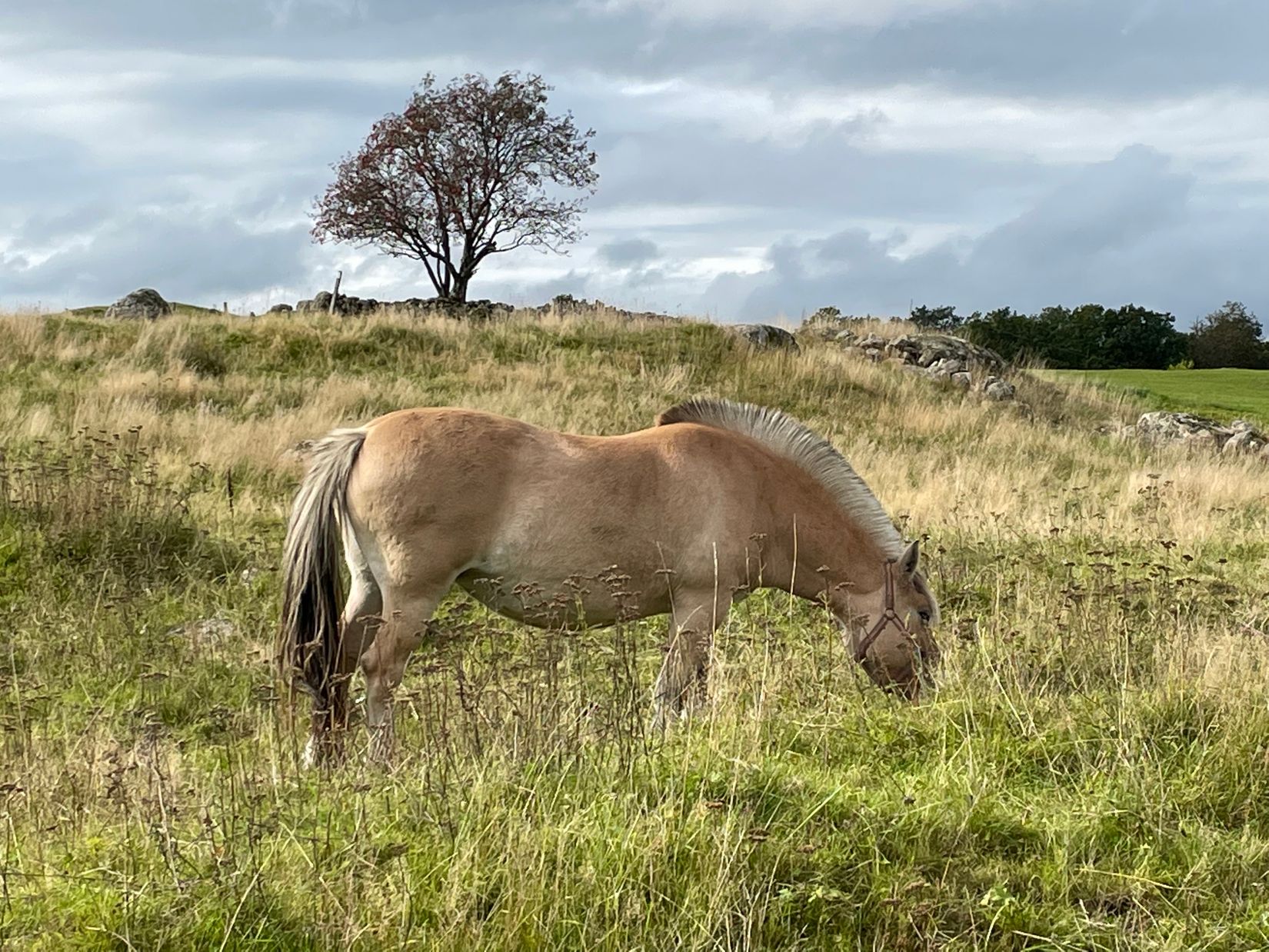 Gård/Skog, Sörby 236, Vessigebro, Falkenberg