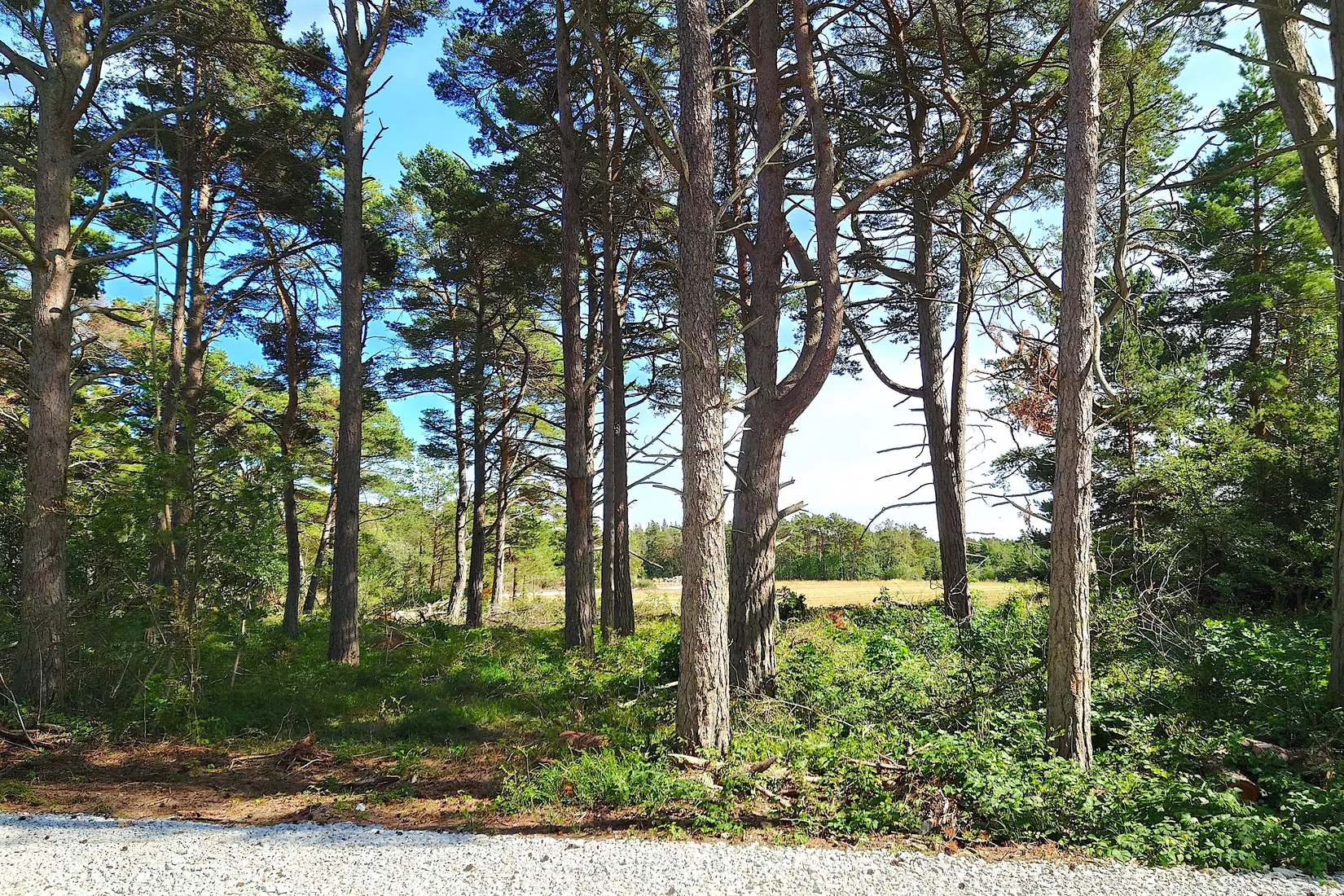 Tomt, Vamlingbo Austre, Vamlingbo, Gotland