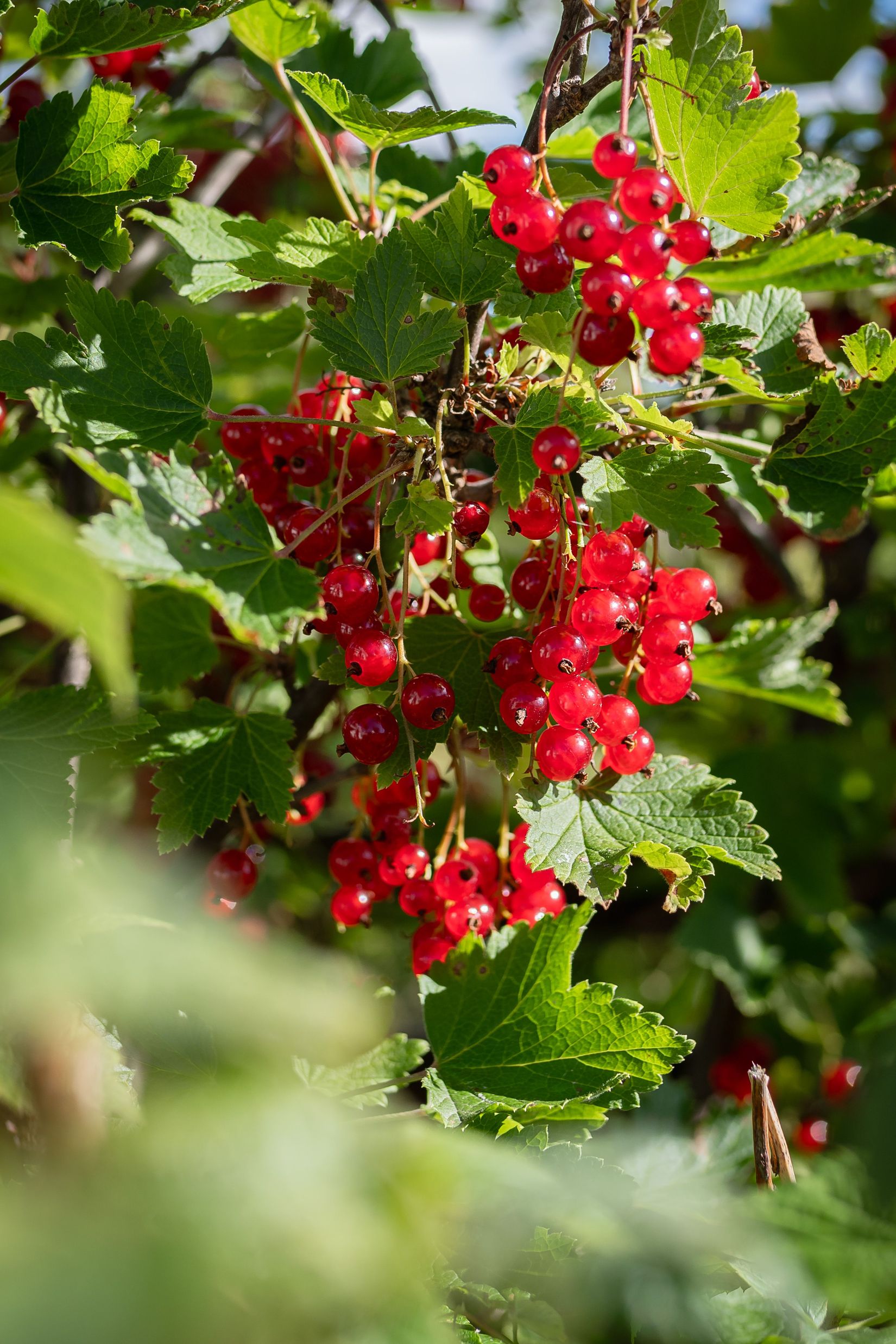 Villa, Martin Ljungs gata 6, Notviken, Luleå