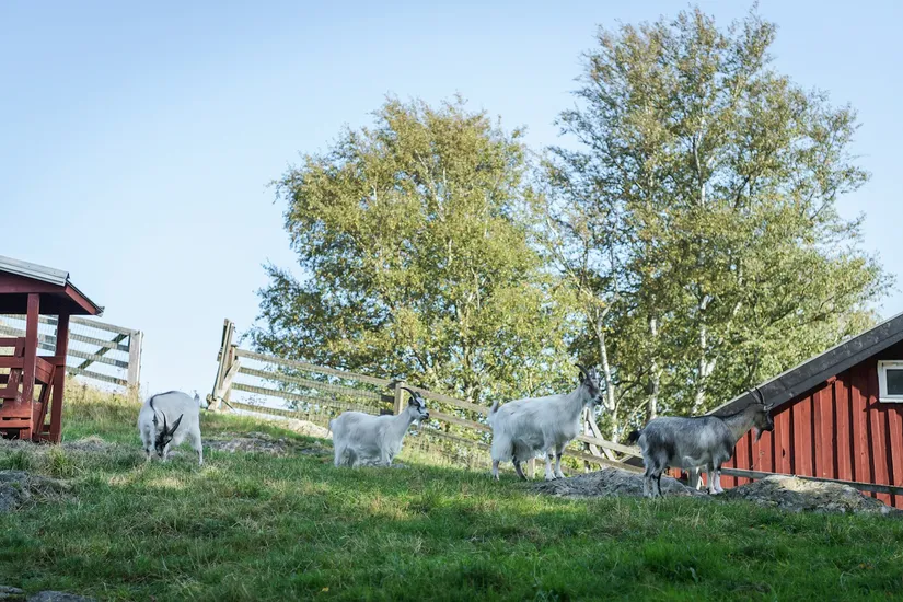 Bostadsrätt, Sagogången 54, Hisings Backa, Göteborg