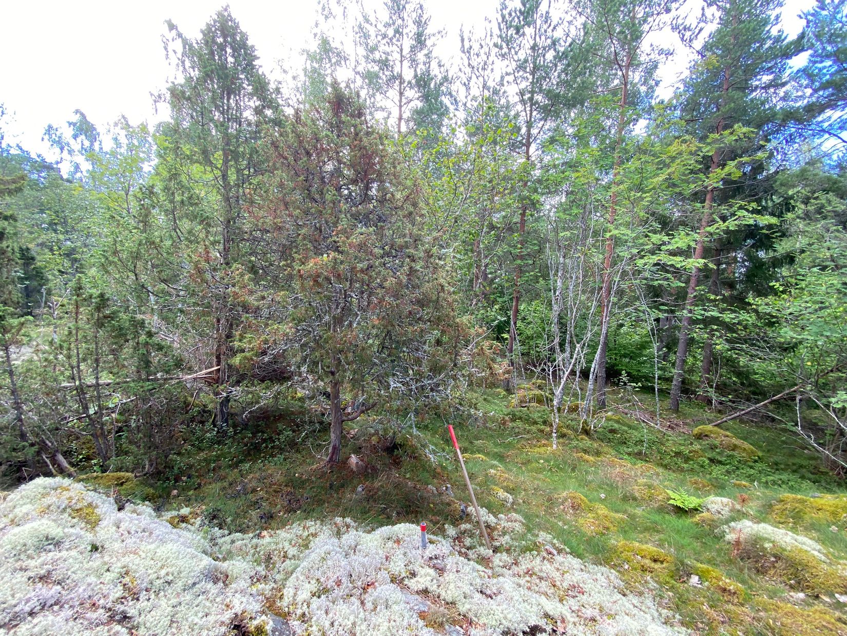 Tomt, Artursviken 14A, Singö Norrvreta, Norrtälje