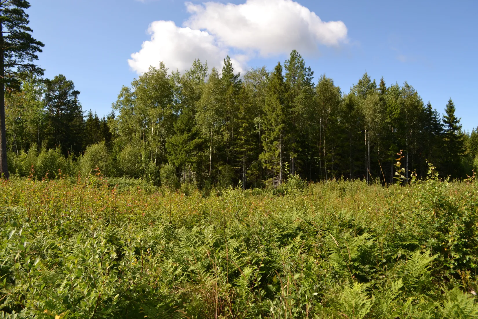 Tomt, Väddö kustväg 256, Väddö Edeby, Norrtälje
