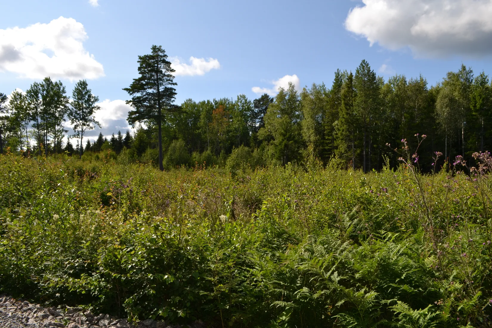 Tomt, Väddö kustväg 256, Väddö Edeby, Norrtälje