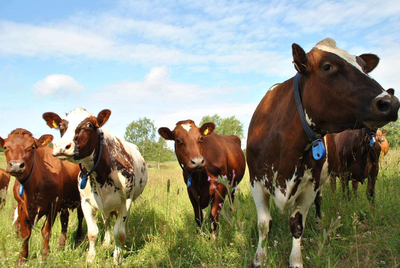 Villa, Bäckland 123, Ramvik, Härnösand