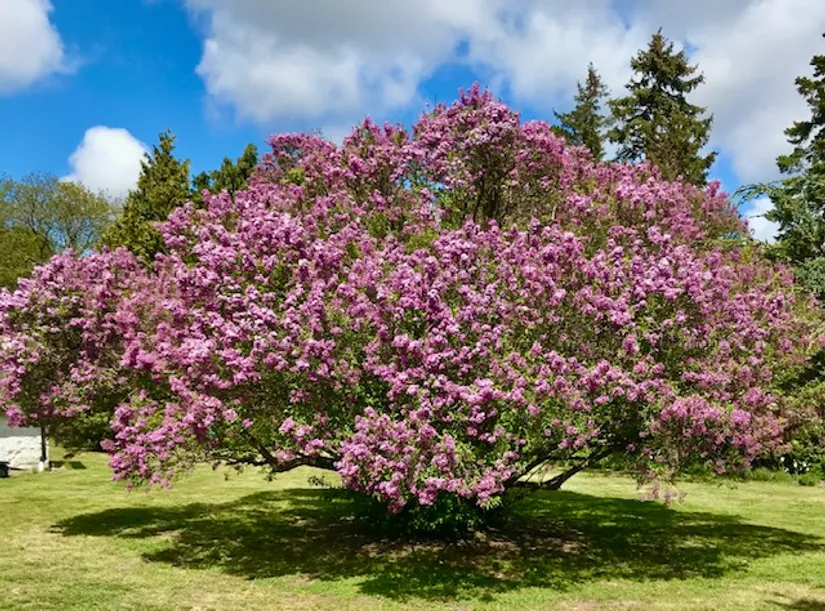 Gård/Skog, Mjöhultsvägen 654-4, Mjöhult, Höganäs