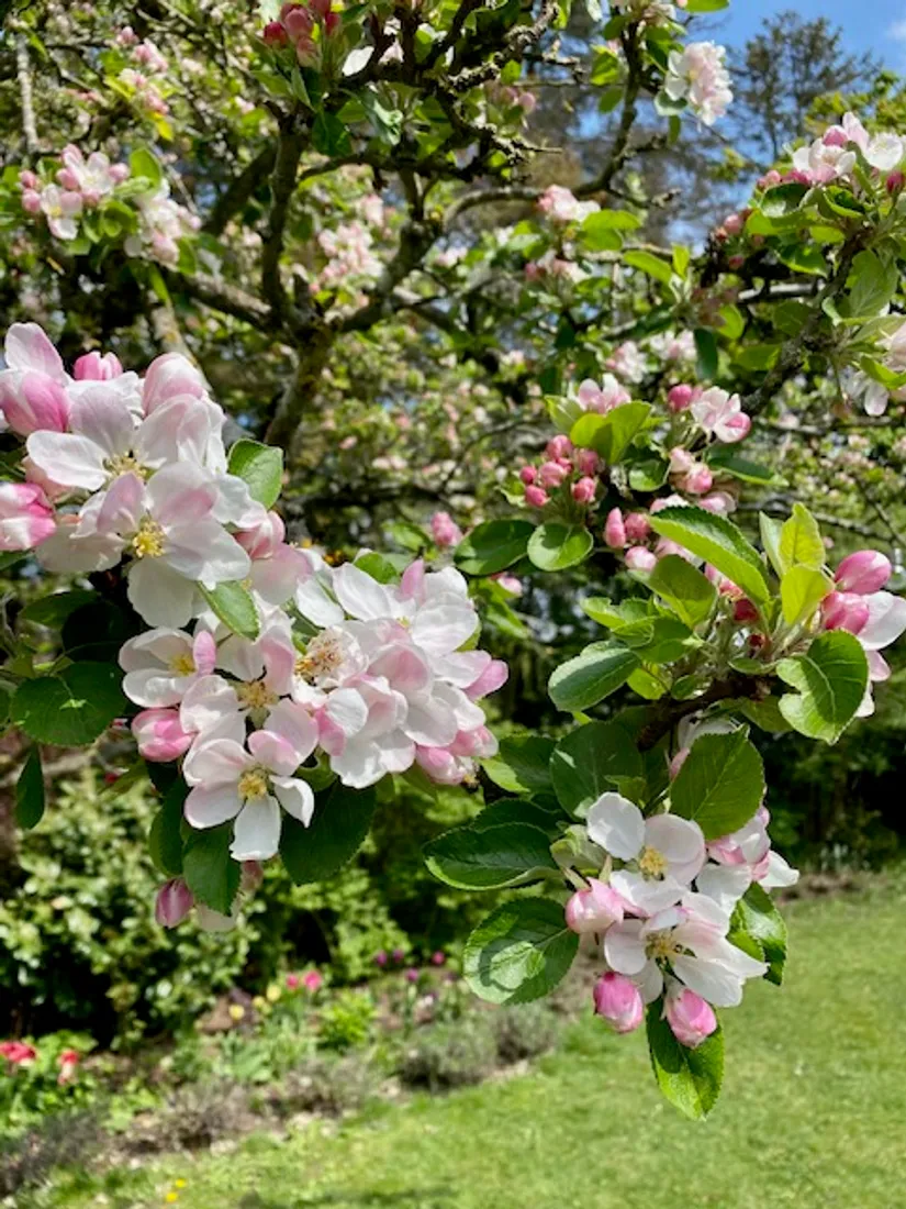Gård/Skog, Mjöhultsvägen 654-4, Mjöhult, Höganäs