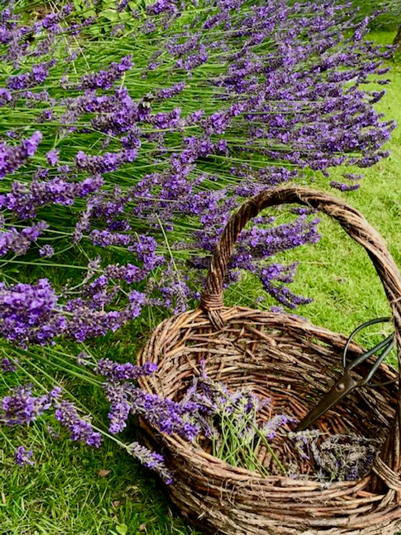 Gård/Skog, Mjöhultsvägen 654-4, Mjöhult, Höganäs