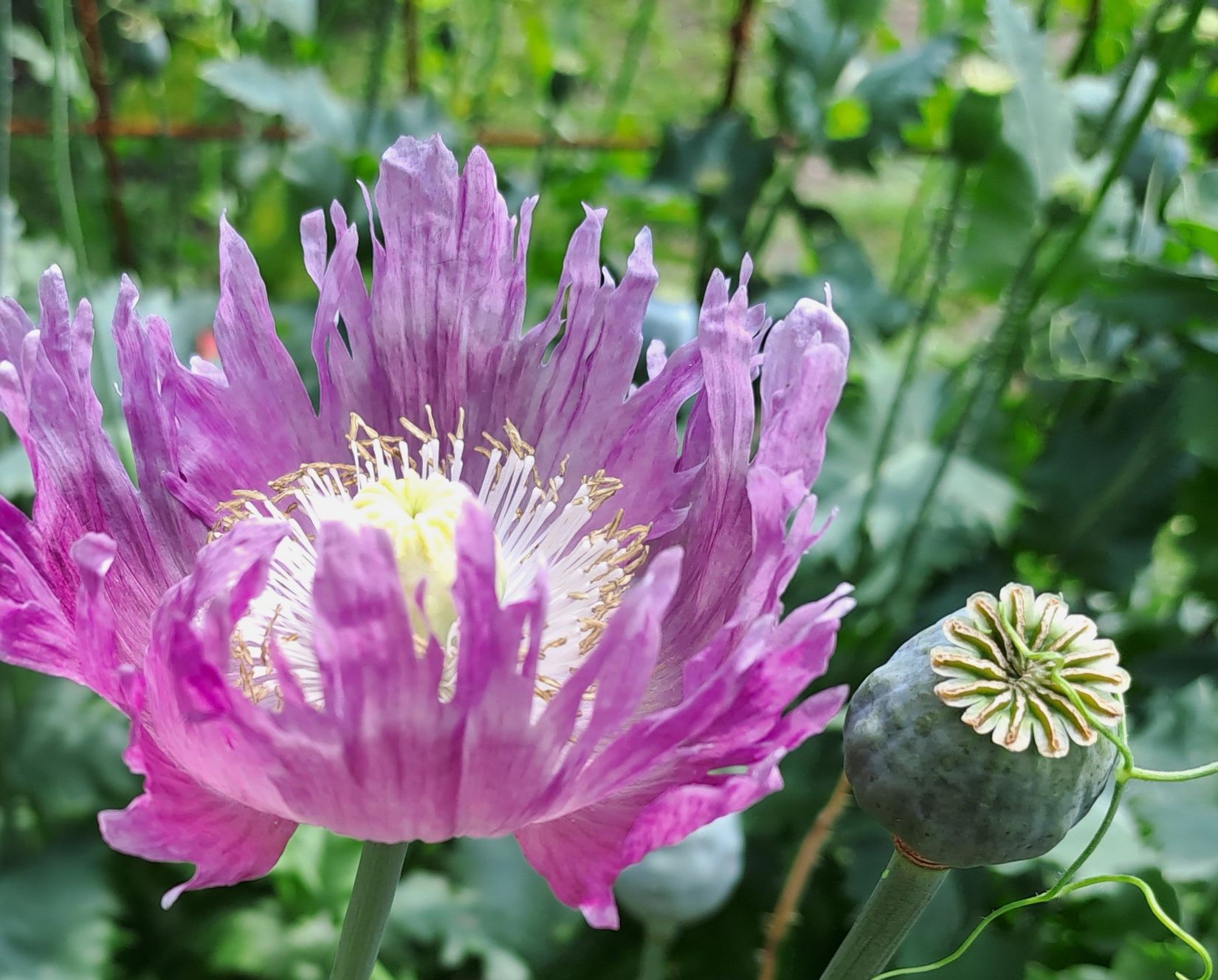 Villa, Regeringsgatan 111, Centrum, Karlshamn