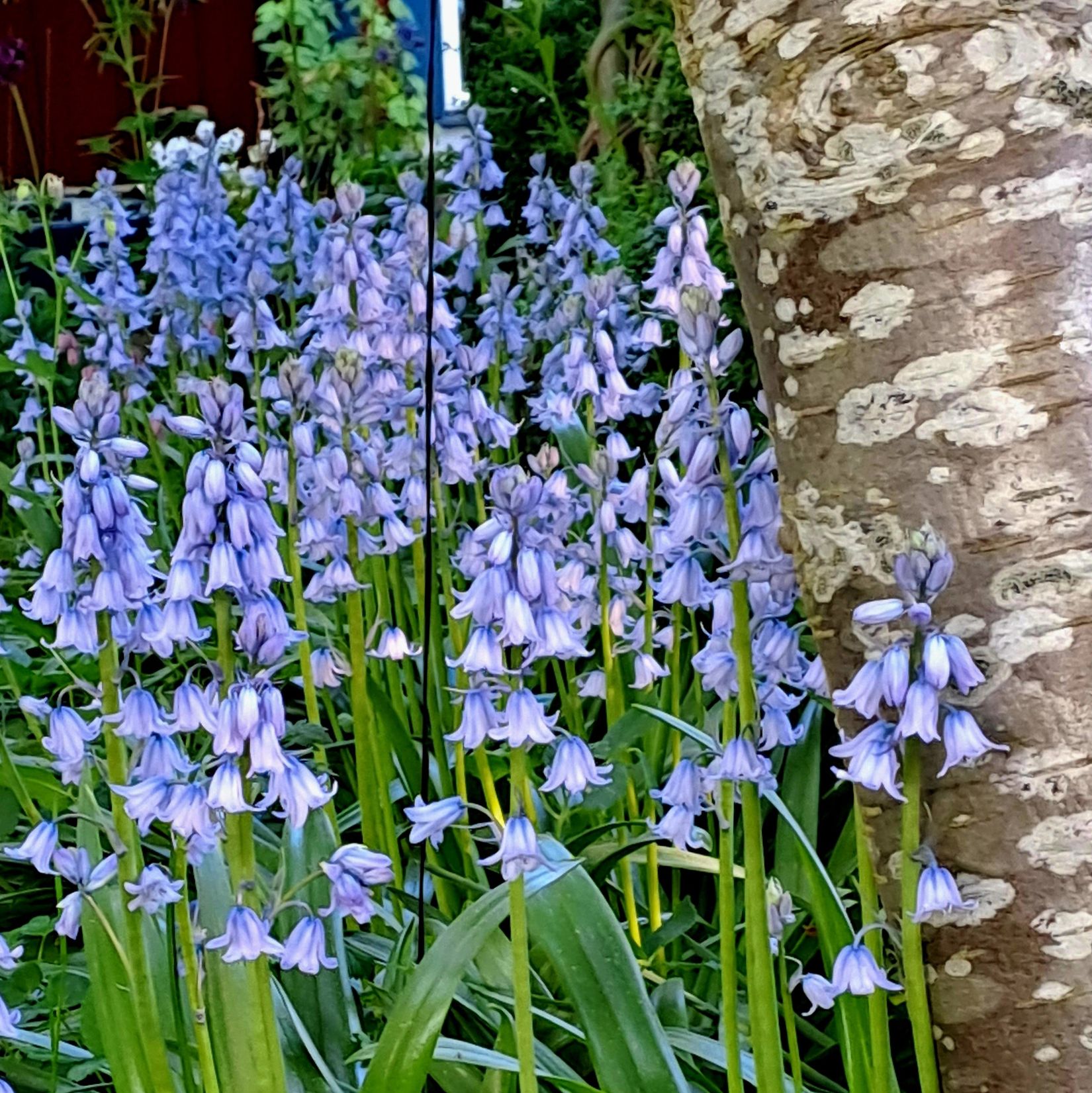 Villa, Regeringsgatan 111, Centrum, Karlshamn