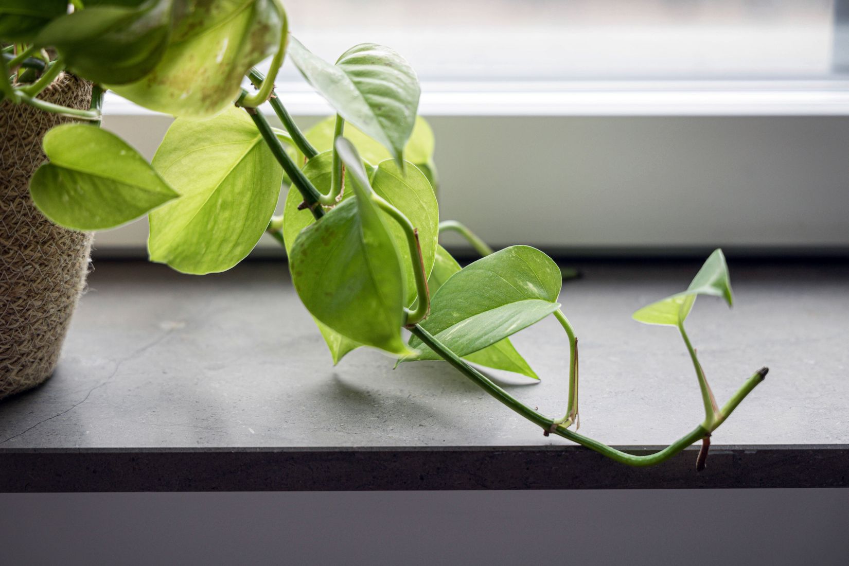 Bostadsrätt, Professorsgatan 16, Mölndal - Pedagogen Park, Mölndal