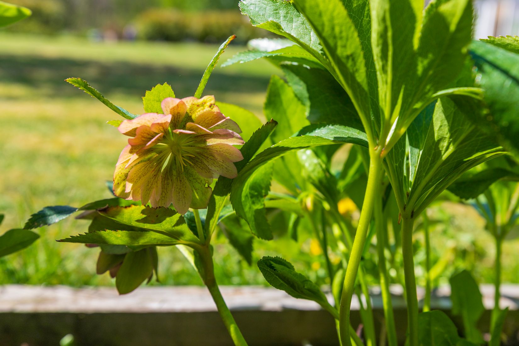 Gård/Skog, Besekull 1, Sandsjöfors, Nässjö