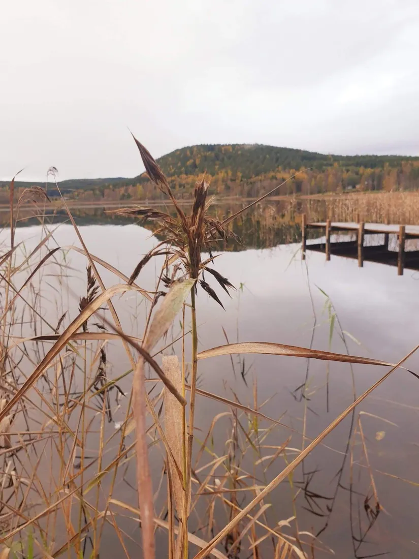 Tomt, Yckelsbo Sjöstig 8, Järvsö, Yckelsbo, Ljusdal