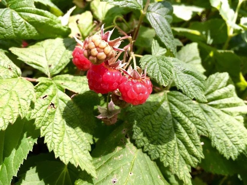 Villa, Lövängsvägen 17, Gamla Hjärsta, Örebro