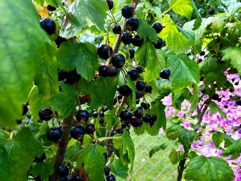 Villa, Lövängsvägen 17, Gamla Hjärsta, Örebro