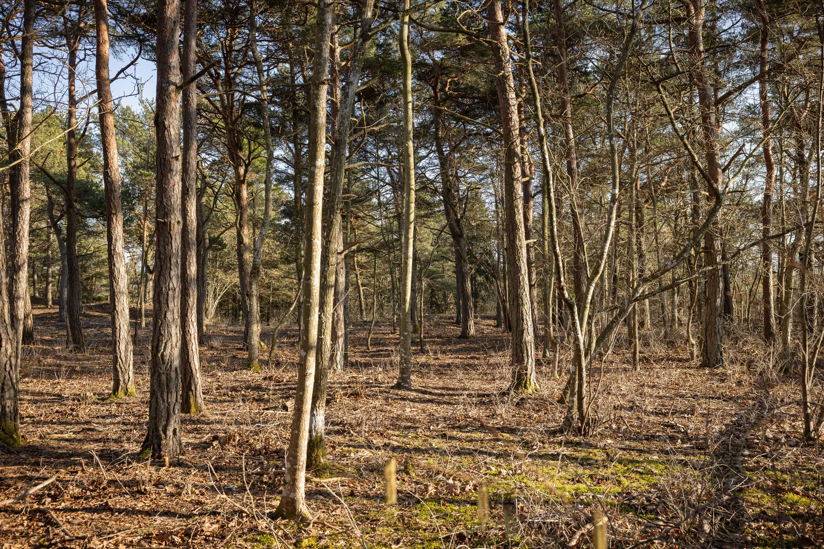 Tomt, Burs Bondarve 825, Burs, Gotland