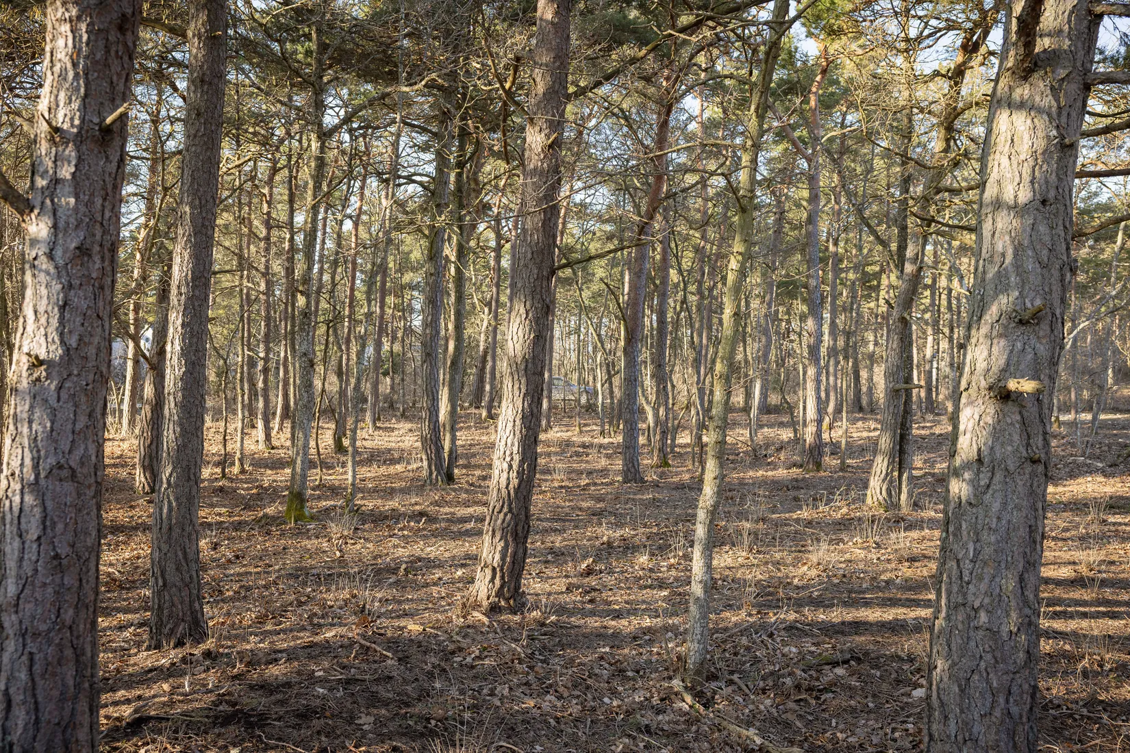 Tomt, Burs Bondarve 825, Burs, Gotland