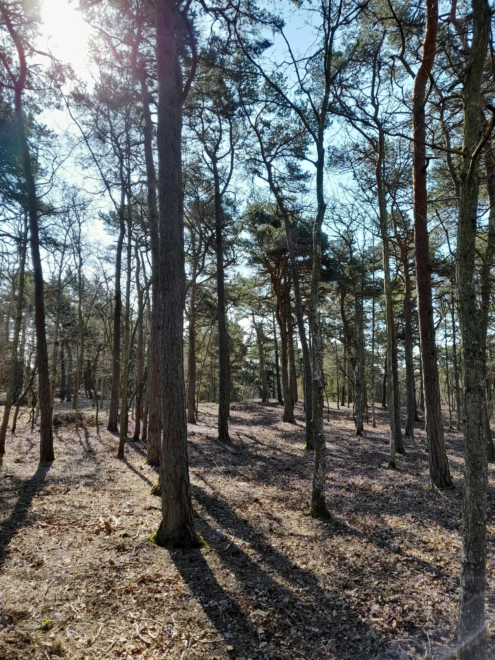 Tomt, Burs Bondarve 825, Burs, Gotland