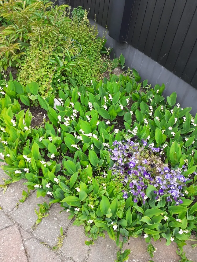 Villa, Radhus, Sandvipevägen 6, Falsterbo, Vellinge